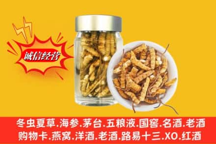 象山区回收散虫草