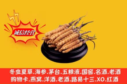 象山区名酒回收冬虫夏草.jpg
